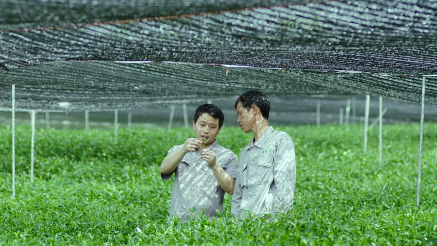年销3.5亿，贵州小县城跑出世界级工厂 一家“隐形冠军”的爆火之路